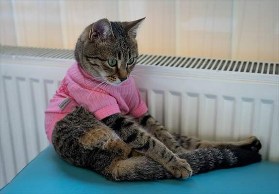 Three-legged cat 'Tripod' became the mascot of tradesmen in Turkish capital