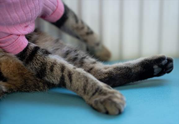 Three-legged cat 'Tripod' became the mascot of tradesmen in Turkish capital