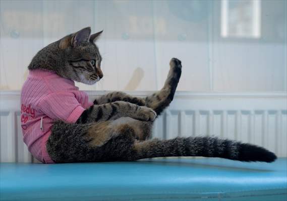 Three-legged cat 'Tripod' became the mascot of tradesmen in Turkish capital