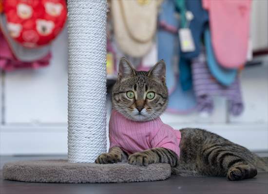 Three-legged cat 'Tripod' became the mascot of tradesmen in Turkish capital