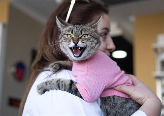 Three-legged cat 'Tripod' became the mascot of tradesmen in Turkish capital