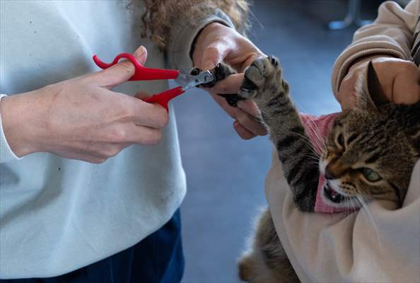 Three-legged cat 'Tripod' became the mascot of tradesmen in Turkish capital