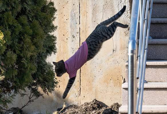 Three-legged cat 'Tripod' became the mascot of tradesmen in Turkish capital