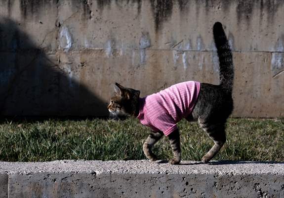 Three-legged cat 'Tripod' became the mascot of tradesmen in Turkish capital