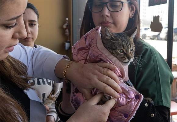 Three-legged cat 'Tripod' became the mascot of tradesmen in Turkish capital