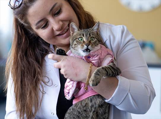 Three-legged cat 'Tripod' became the mascot of tradesmen in Turkish capital
