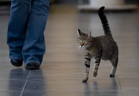 Three-legged cat 'Tripod' became the mascot of tradesmen in Turkish capital