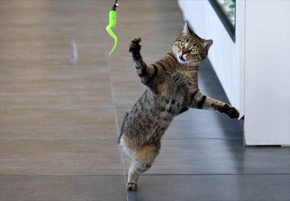 Three-legged cat 'Tripod' became the mascot of tradesmen in Turkish capital