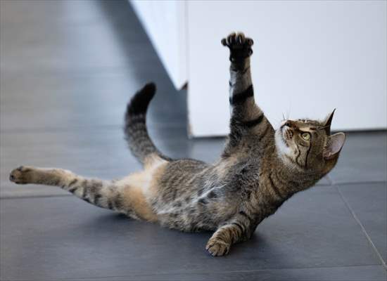 Three-legged cat 'Tripod' became the mascot of tradesmen in Turkish capital