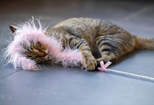 Three-legged cat 'Tripod' became the mascot of tradesmen in Turkish capital