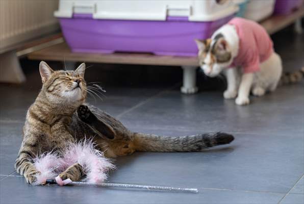 Three-legged cat 'Tripod' became the mascot of tradesmen in Turkish capital