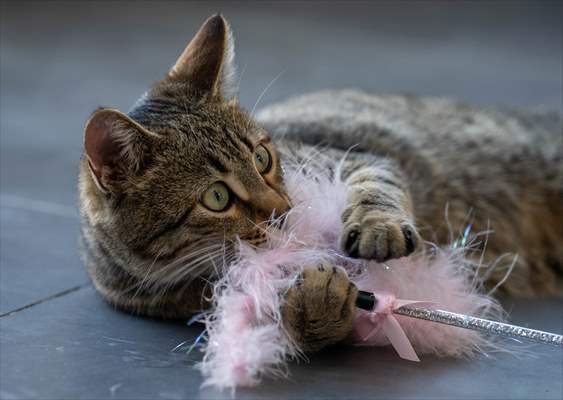 Three-legged cat 'Tripod' became the mascot of tradesmen in Turkish capital