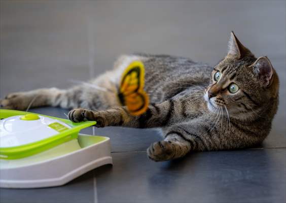 Three-legged cat 'Tripod' became the mascot of tradesmen in Turkish capital