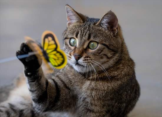 Three-legged cat 'Tripod' became the mascot of tradesmen in Turkish capital