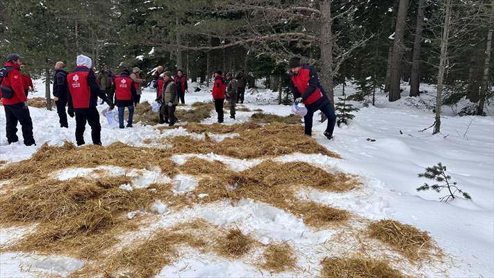 Kastamonu'da karlı yolları yaban hayvanları için aşıp doğaya yem bıraktılar