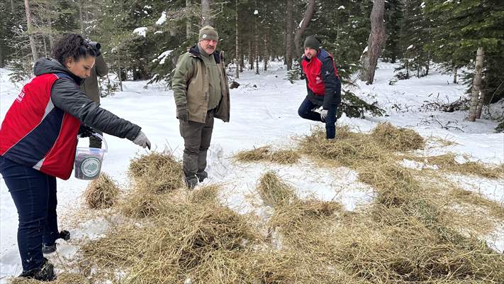 Kastamonu'da karlı yolları yaban hayvanları için aşıp doğaya yem bıraktılar