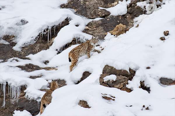 Nesli tehlike altındaki vaşaklar Tunceli'nin karlı dağlarında görüntülendi
