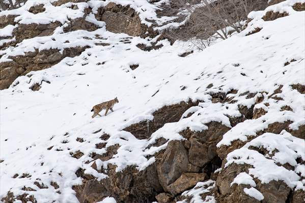 Nesli tehlike altındaki vaşaklar Tunceli'nin karlı dağlarında görüntülendi