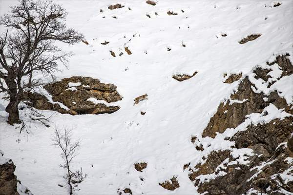 Nesli tehlike altındaki vaşaklar Tunceli'nin karlı dağlarında görüntülendi