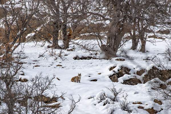 Nesli tehlike altındaki vaşaklar Tunceli'nin karlı dağlarında görüntülendi