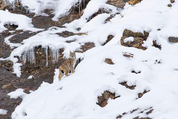 Nesli tehlike altındaki vaşaklar Tunceli'nin karlı dağlarında görüntülendi
