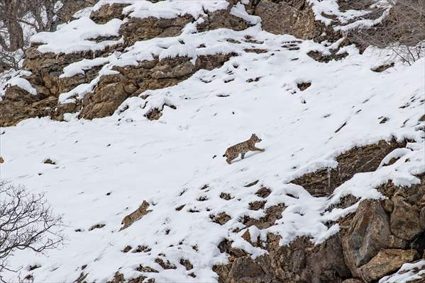 Nesli tehlike altındaki vaşaklar Tunceli'nin karlı dağlarında görüntülendi