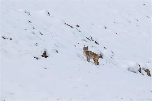 Nesli tehlike altındaki vaşaklar Tunceli'nin karlı dağlarında görüntülendi