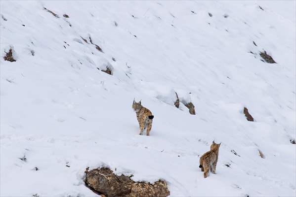 Nesli tehlike altındaki vaşaklar Tunceli'nin karlı dağlarında görüntülendi