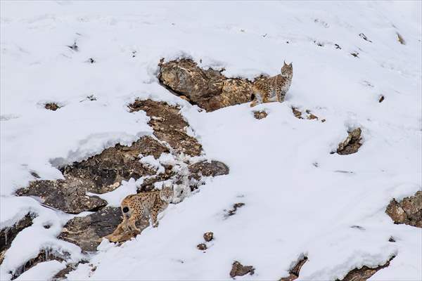 Nesli tehlike altındaki vaşaklar Tunceli'nin karlı dağlarında görüntülendi