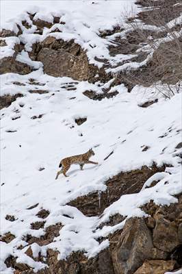 Nesli tehlike altındaki vaşaklar Tunceli'nin karlı dağlarında görüntülendi