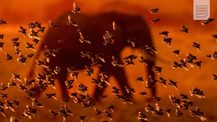 Winners of Istanbul Photo Awards 2025 announced