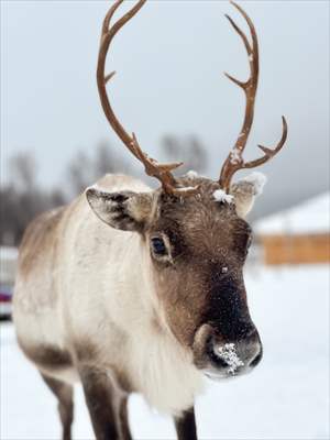 Reindeer farm in Tromso, Norway