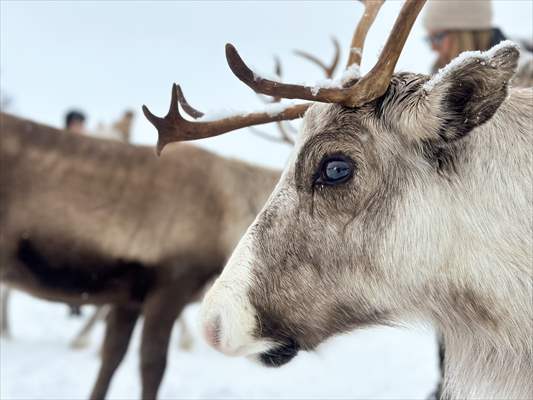 Reindeer farm in Tromso, Norway