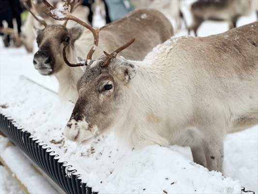 Reindeer farm in Tromso, Norway
