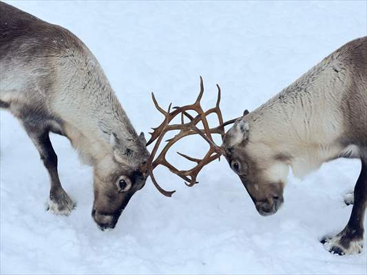 Reindeer farm in Tromso, Norway