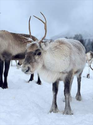 Reindeer farm in Tromso, Norway
