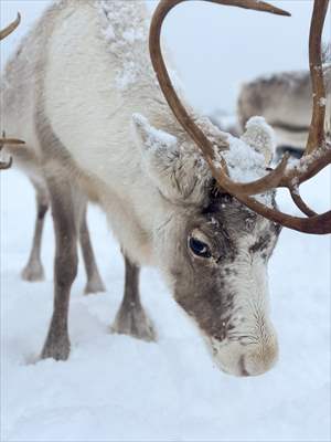Reindeer farm in Tromso, Norway