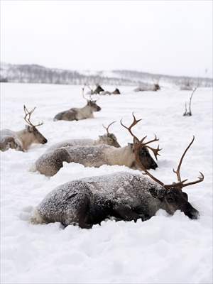 Reindeer farm in Tromso, Norway