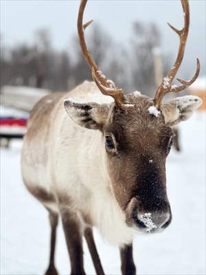 Reindeer farm in Tromso, Norway