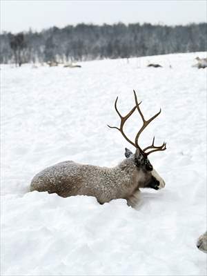 Reindeer farm in Tromso, Norway