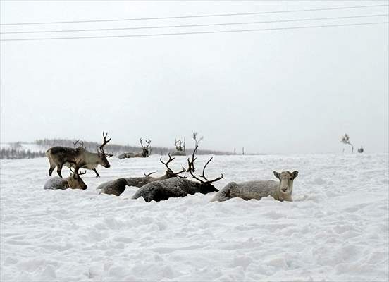 Reindeer farm in Tromso, Norway