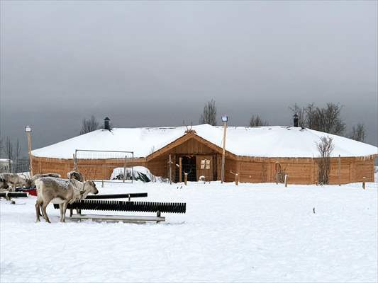 Reindeer farm in Tromso, Norway