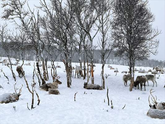 Reindeer farm in Tromso, Norway