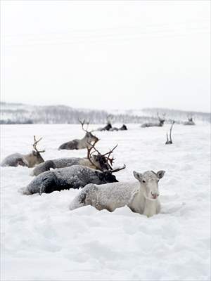 Reindeer farm in Tromso, Norway