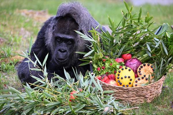 Fatou, the world's oldest female Gorilla living in Berlin, celebrated her 68th birthday