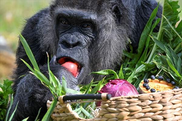 Fatou, the world's oldest female Gorilla living in Berlin, celebrated her 68th birthday
