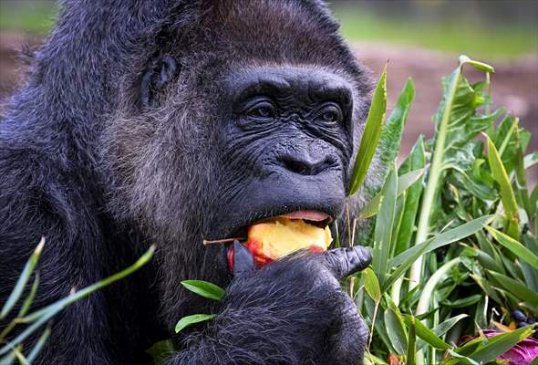 Fatou, the world's oldest female Gorilla living in Berlin, celebrated her 68th birthday