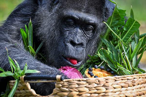 Fatou, the world's oldest female Gorilla living in Berlin, celebrated her 68th birthday