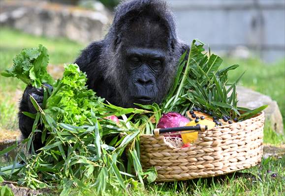 Fatou, the world's oldest female Gorilla living in Berlin, celebrated her 68th birthday