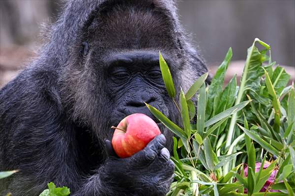 Fatou, the world's oldest female Gorilla living in Berlin, celebrated her 68th birthday